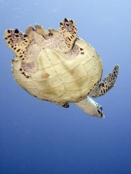 A different view. Galapagos 2006. by Chris Wildblood 